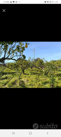 Terreno agricolo Partinico (Pa)