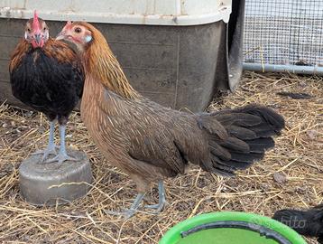 Galline nane Phoenix