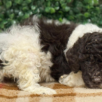 Lagotto romagnolo