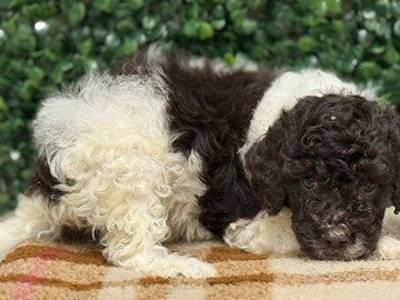 Lagotto romagnolo