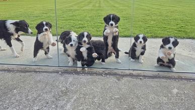 Cuccioli di border collie