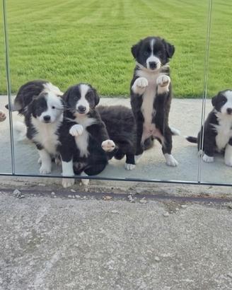 Cuccioli di border collie