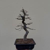 Bonsai  acero burgeriano