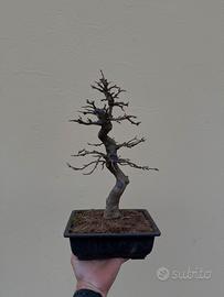 Bonsai  acero burgeriano