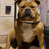 Cuccioli american bully pocket