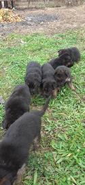 Cani cuccioli di pastore tedesco