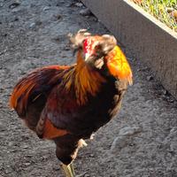 Galli Australorp Auracana e OliverEgg