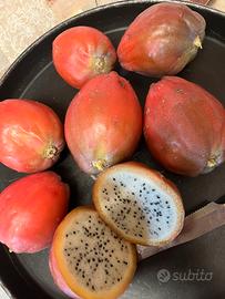 Talee cereus dragon pitaya