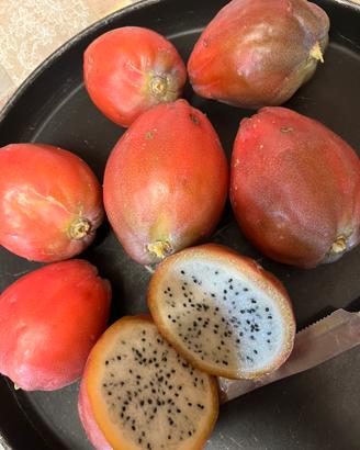 Talee cereus dragon pitaya