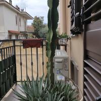 Pianta Agave