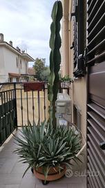 Pianta Agave