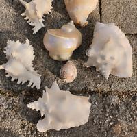 Conchiglie da collezione 