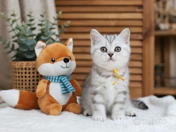 Gattini British Scottish  con Pedigree 