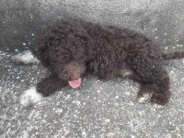 Lagotto Romagnolo 