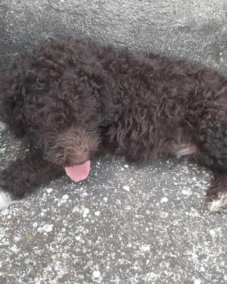 Lagotto Romagnolo 
