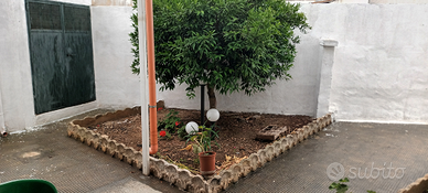 Casa vac