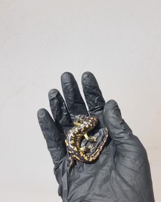 Salamandra tigre