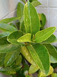 Viburno piante in vaso per siepe Roma-Terracina