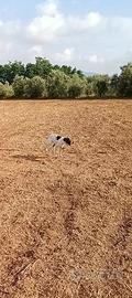 Setter inglese
