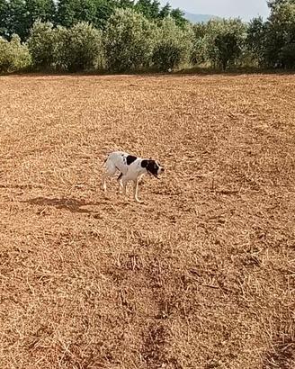 Setter inglese