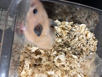 Criceto