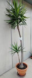 pianta YUCCA