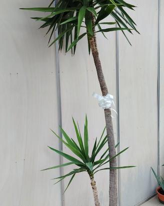 pianta YUCCA