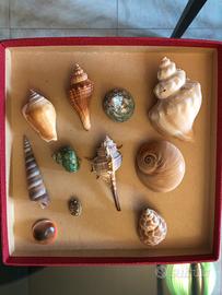 Conchiglie da collezione