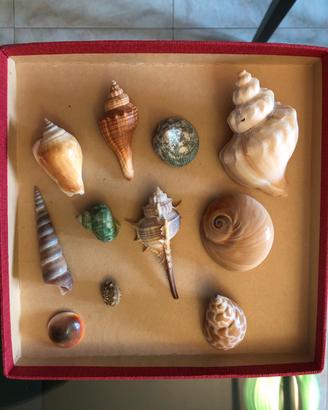 Conchiglie da collezione