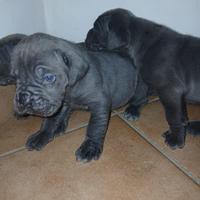 Cuccioli cane corso