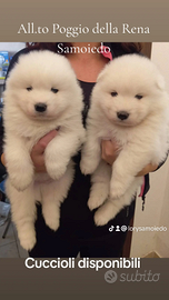 Samoiedo cuccioli