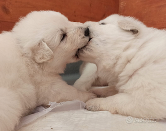 Pastore svizzero bianco