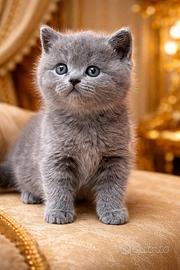 British blue femmina