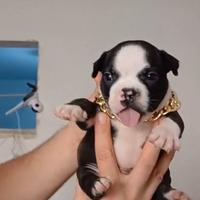 American bully