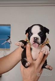 American bully