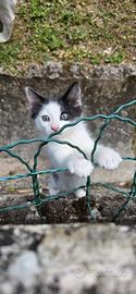 Gattini e gattine