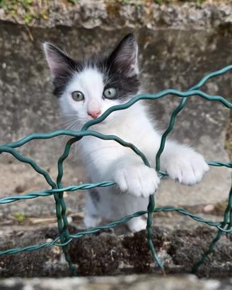 Gattini e gattine