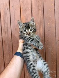 Gattino tigrato
