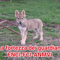 Cane lupo cecoslovacco