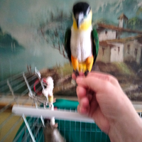 Pappagallo caicco testa nera