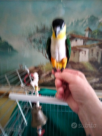 Pappagallo caicco testa nera