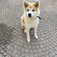 Cucciolo Akita