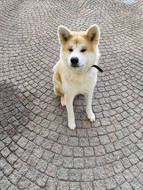 Cucciolo Akita