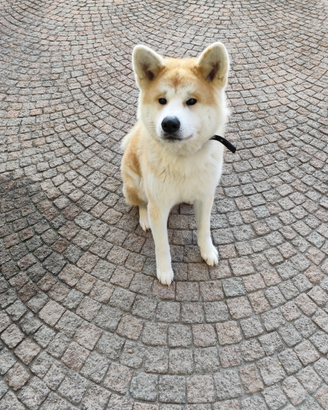 Cucciolo Akita