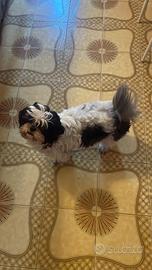 Shih tzu