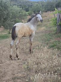 Cavallo appaloso