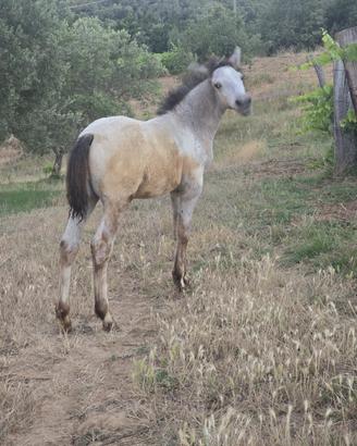 Cavallo appaloso