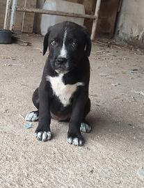Cane corso