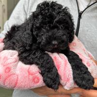 Cuccioli di barboncino nano