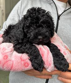 Cuccioli di barboncino nano